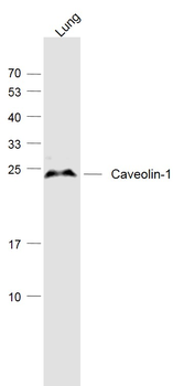 Caveolin 1 antibody