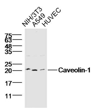 Caveolin 1 antibody