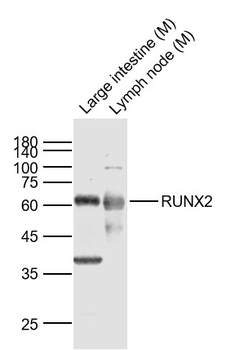 RUNX2 antibody