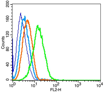 CCR7 antibody