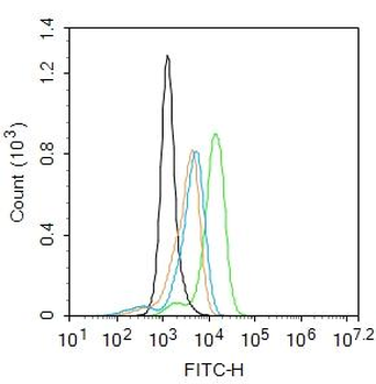 CCR7 antibody