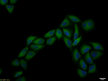 CCR7 antibody