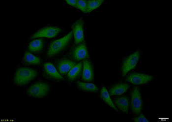 CCR7 antibody