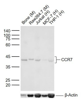 CCR7 antibody