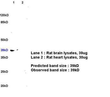 CXCR4 antibody