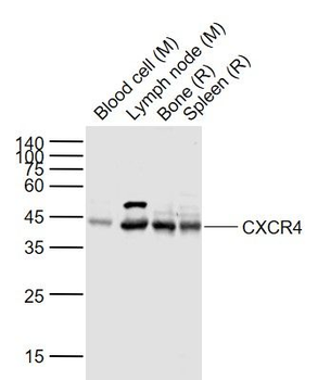 CXCR4 antibody