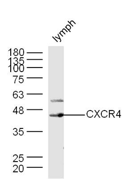 CXCR4 antibody