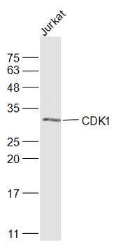 CDK1 antibody