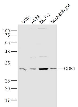 CDK1 antibody