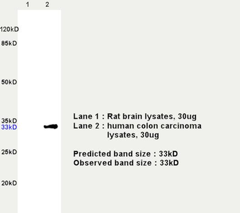 CDK4 antibody