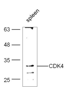 CDK4 antibody