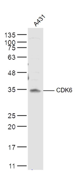 CDK6 antibody