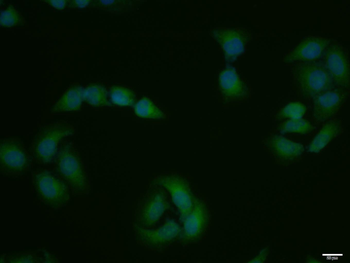 CDK7 antibody