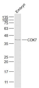 CDK7 antibody