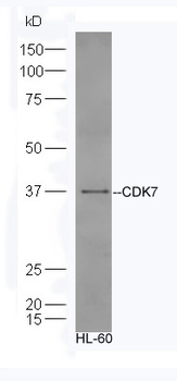 CDK7 antibody