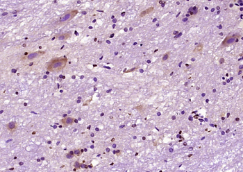 c-FOS antibody