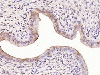 c-FOS antibody