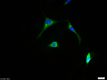 c-FOS antibody