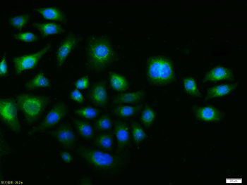 c-FOS antibody