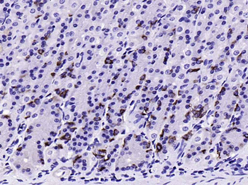 Chromogranin A antibody