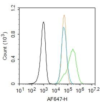 Chat antibody