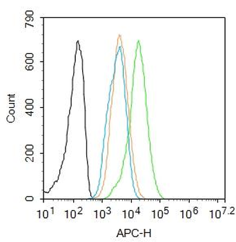 c-Jun antibody