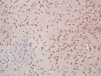 c-Jun antibody