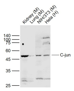 c-Jun antibody