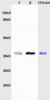 c-Jun antibody