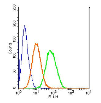 Cytokeratin 7 antibody