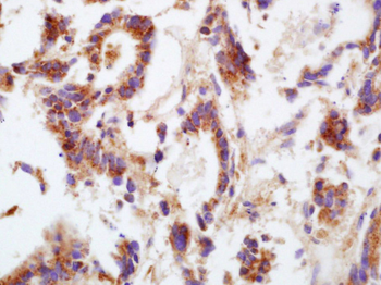 Connexin 43 antibody