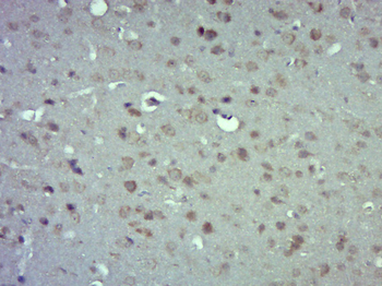 Connexin 43 antibody