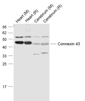 Connexin 43 antibody