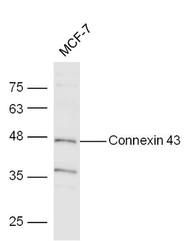 Connexin 43 antibody