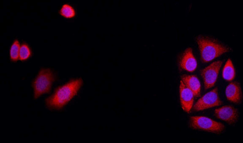 Connexin 43 antibody