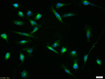 Connexin 43 antibody