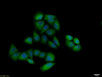 Cyclin B1 antibody