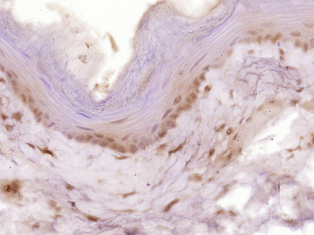 Cyclin B1 antibody