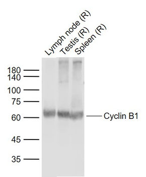 Cyclin B1 antibody