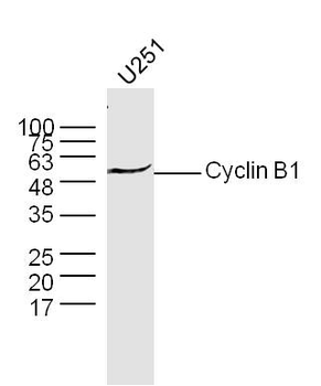 Cyclin B1 antibody