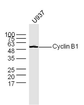 Cyclin B1 antibody