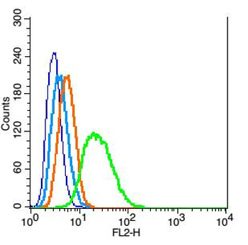 Cyclin D1 Rabbit Polyclonal Antibody