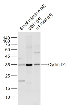 Cyclin D1 antibody