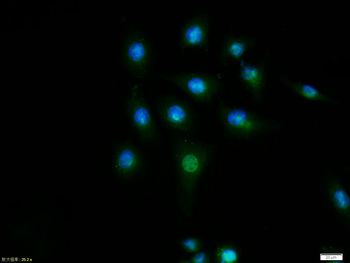 Cyclin D1 antibody