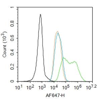 Cyclin E antibody