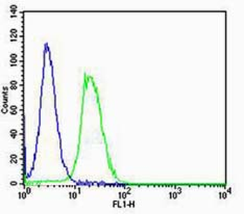 Cyclin E antibody