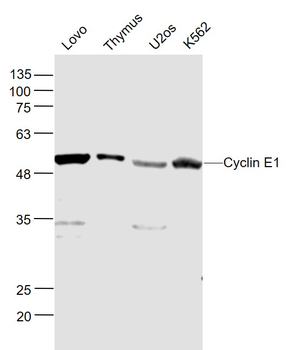 Cyclin E antibody