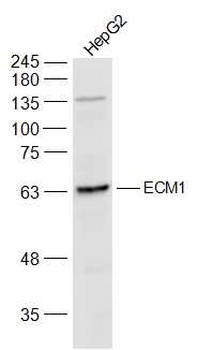 ECM1 antibody