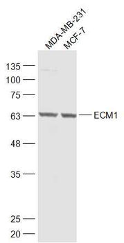 ECM1 antibody