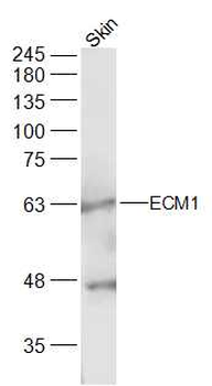 ECM1 antibody